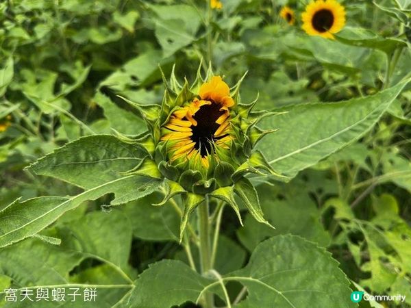 香港好去處 | 賞花 | 夏遊信芯園 | 向日葵