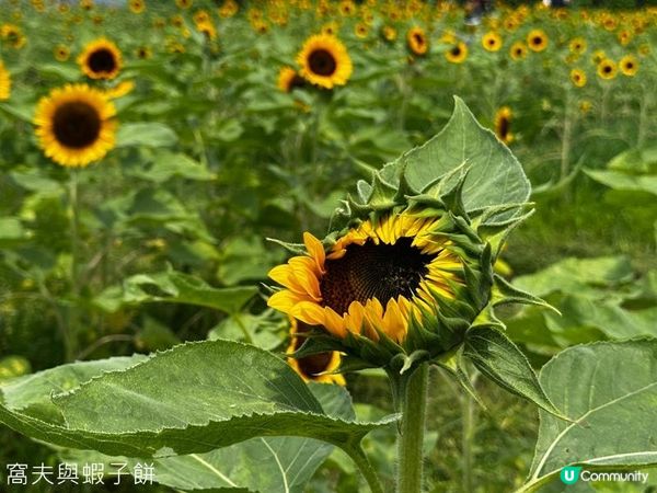 香港好去處 | 賞花 | 夏遊信芯園 | 向日葵