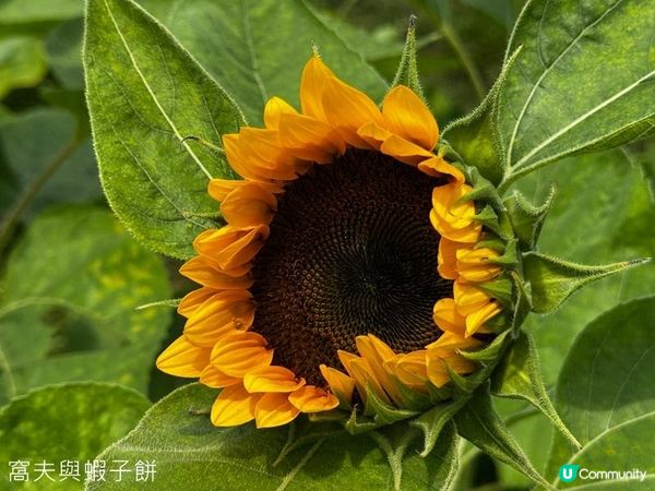 香港好去處 | 賞花 | 夏遊信芯園 | 向日葵