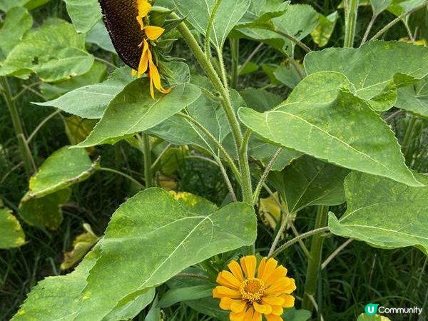 香港好去處 | 賞花 | 夏遊信芯園 | 向日葵