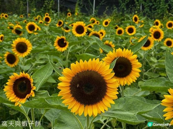 香港好去處 | 賞花 | 夏遊信芯園 | 向日葵