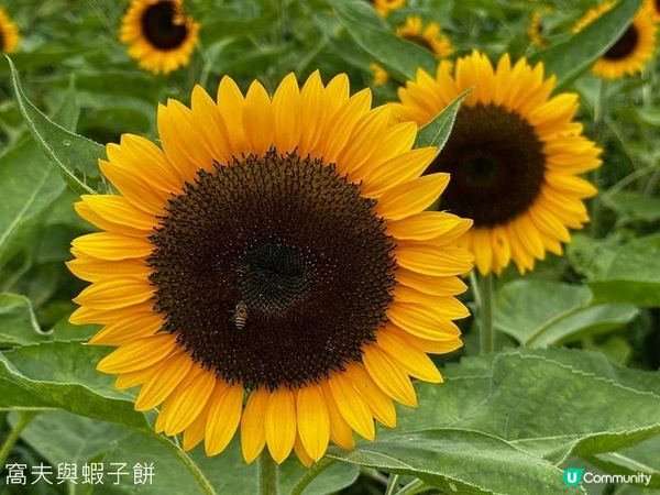 香港好去處 | 賞花 | 夏遊信芯園 | 向日葵