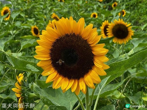 香港好去處 | 賞花 | 夏遊信芯園 | 向日葵
