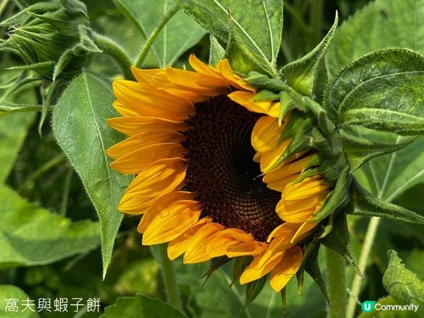 香港好去處 | 賞花 | 夏遊信芯園 | 向日葵