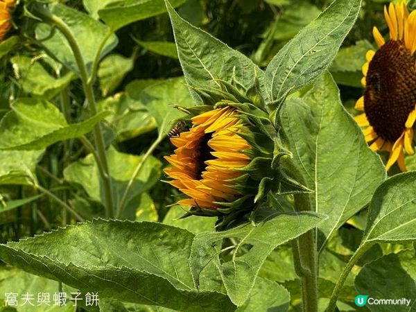 香港好去處 | 賞花 | 夏遊信芯園 | 向日葵