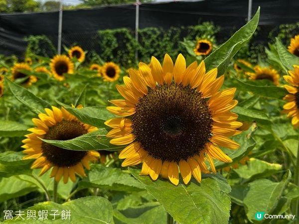 香港好去處 | 賞花 | 夏遊信芯園 | 向日葵