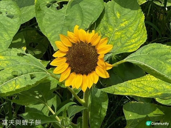 香港好去處 | 賞花 | 夏遊信芯園 | 向日葵