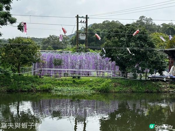 香港好去處 | 賞花 | 夏遊信芯園 | 向日葵