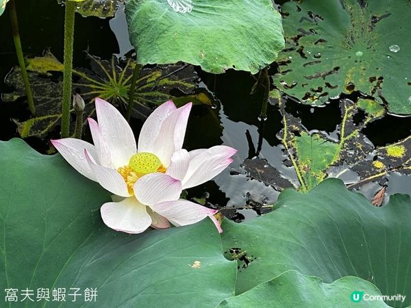 香港好去處 | 賞花 | 夏遊信芯園 | 荷花
