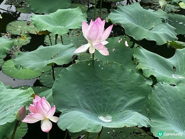 香港好去處 | 賞花 | 夏遊信芯園 | 荷花