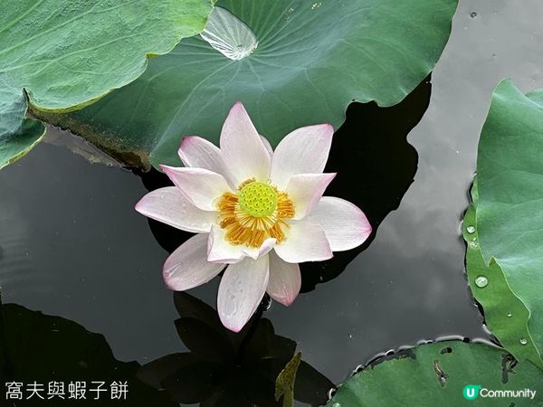 香港好去處 | 賞花 | 夏遊信芯園 | 荷花