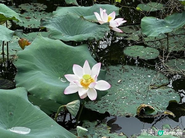香港好去處 | 賞花 | 夏遊信芯園 | 荷花
