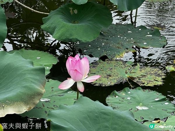 香港好去處 | 賞花 | 夏遊信芯園 | 荷花