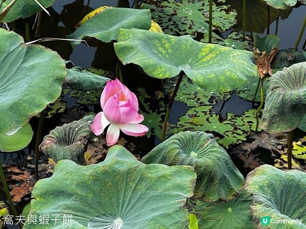 香港好去處 | 賞花 | 夏遊信芯園 | 荷花