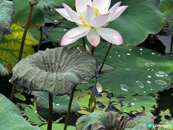 香港好去處 | 賞花 | 夏遊信芯園 | 荷花