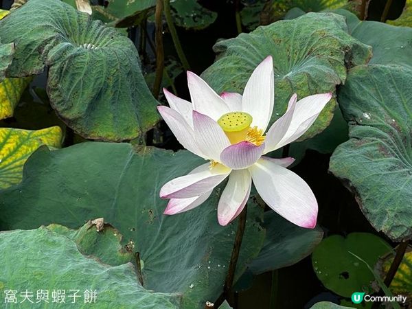 香港好去處 | 賞花 | 夏遊信芯園 | 荷花
