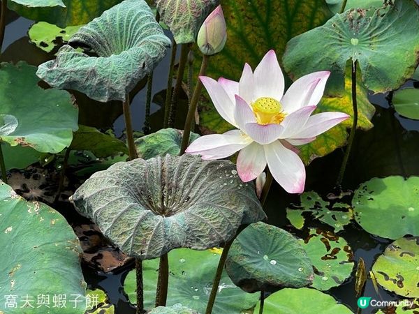 香港好去處 | 賞花 | 夏遊信芯園 | 荷花