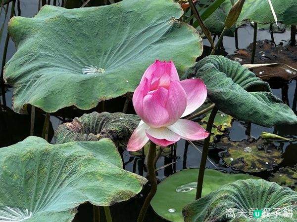 香港好去處 | 賞花 | 夏遊信芯園 | 荷花