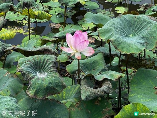 香港好去處 | 賞花 | 夏遊信芯園 | 荷花