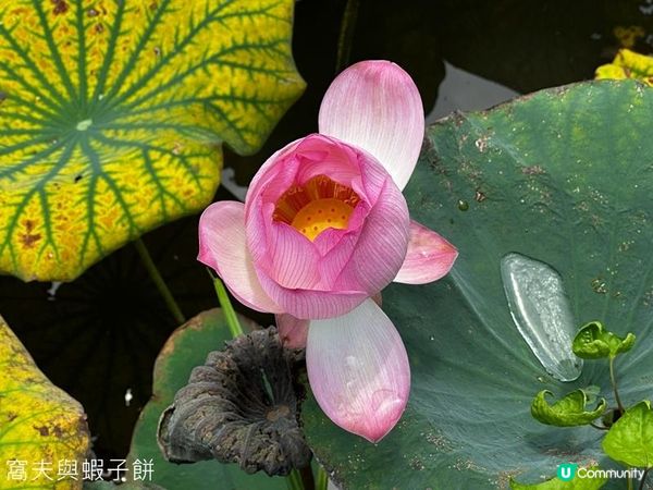 香港好去處 | 賞花 | 夏遊信芯園 | 荷花