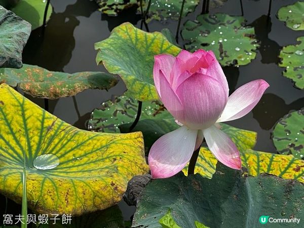 香港好去處 | 賞花 | 夏遊信芯園 | 荷花