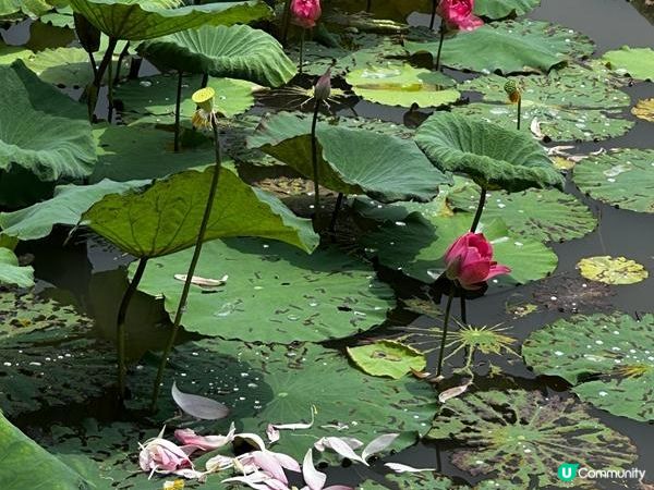 香港好去處 | 賞花 | 夏遊信芯園 | 荷花