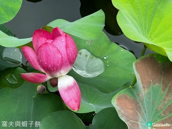 香港好去處 | 賞花 | 夏遊香港公園 | 荷花