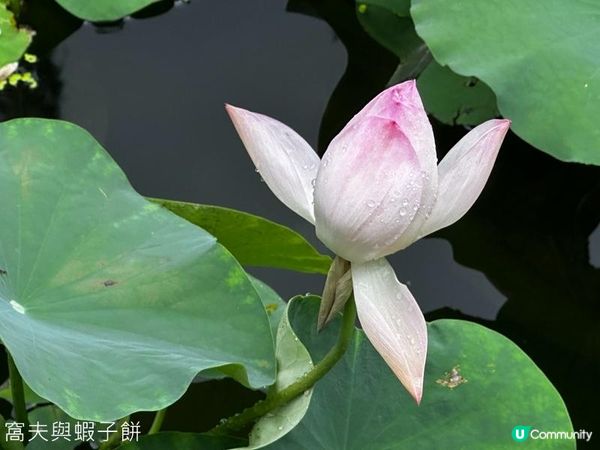 香港好去處 | 賞花 | 夏遊香港公園 | 荷花
