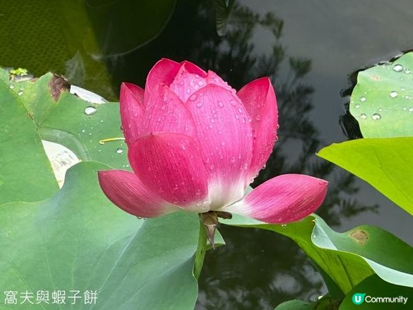 香港好去處 | 賞花 | 夏遊香港公園 | 荷花