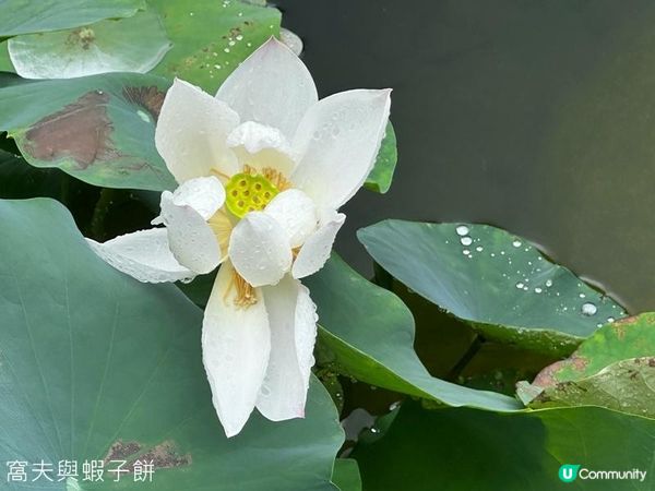 香港好去處 | 賞花 | 夏遊香港公園 | 荷花