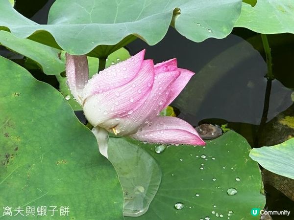 香港好去處 | 賞花 | 夏遊香港公園 | 荷花