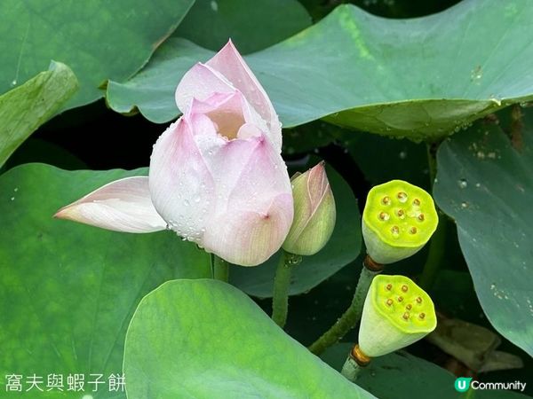 香港好去處 | 賞花 | 夏遊香港公園 | 荷花