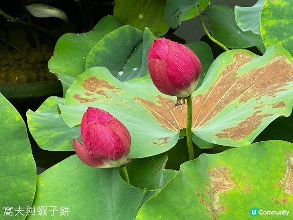 香港好去處 | 賞花 | 夏遊香港公園 | 荷花