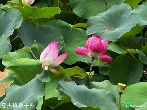 香港好去處 | 賞花 | 夏遊香港公園 | 荷花