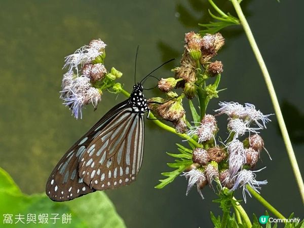 香港好去處 | 賞花 | 夏遊香港公園 | 荷花