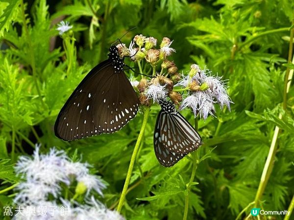 香港好去處 | 賞花 | 夏遊香港公園 | 荷花