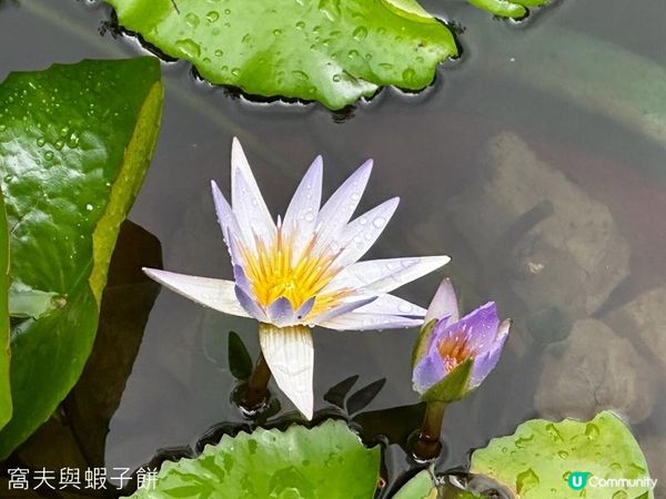 香港好去處 | 賞花 | 夏遊香港公園 | 荷花