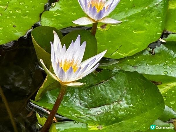 香港好去處 | 賞花 | 夏遊香港公園 | 荷花