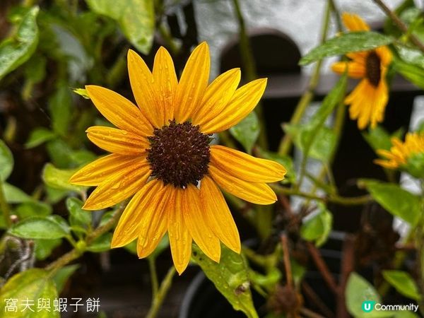 香港好去處 | 賞花 | 夏遊香港公園 | 荷花