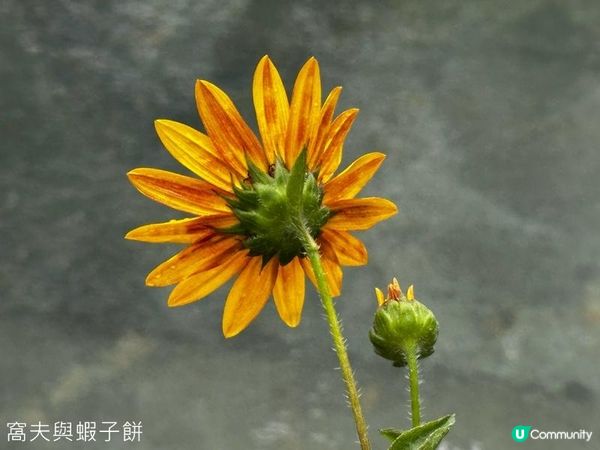 香港好去處 | 賞花 | 夏遊香港公園 | 荷花