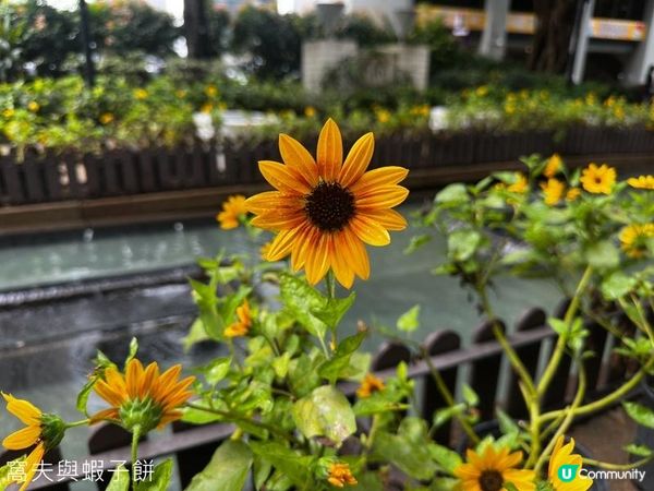 香港好去處 | 賞花 | 夏遊香港公園 | 荷花