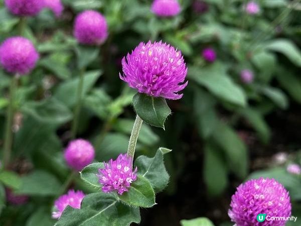香港好去處 | 賞花 | 夏遊天水圍公園 | 風雨蘭