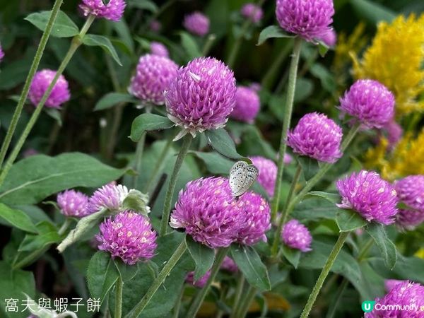 香港好去處 | 賞花 | 夏遊天水圍公園 | 風雨蘭