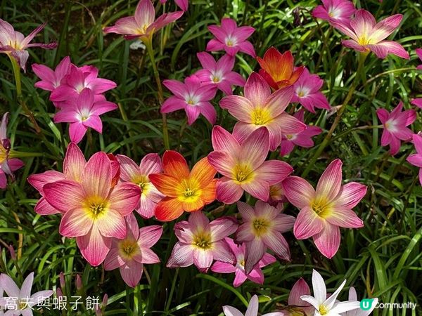 香港好去處 | 賞花 | 夏遊天水圍公園 | 風雨蘭