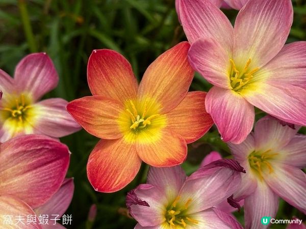 香港好去處 | 賞花 | 夏遊天水圍公園 | 風雨蘭