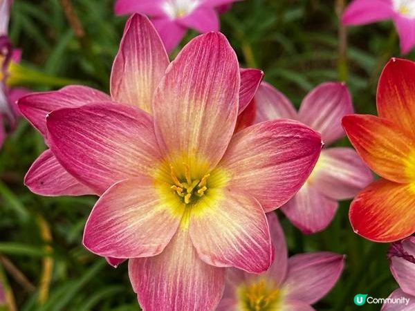 香港好去處 | 賞花 | 夏遊天水圍公園 | 風雨蘭