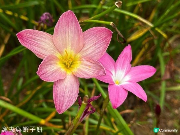 香港好去處 | 賞花 | 夏遊天水圍公園 | 風雨蘭