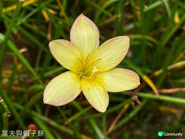 香港好去處 | 賞花 | 夏遊天水圍公園 | 風雨蘭