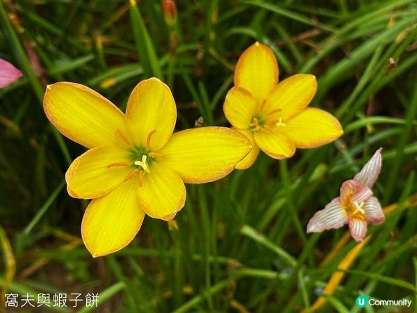 香港好去處 | 賞花 | 夏遊天水圍公園 | 風雨蘭