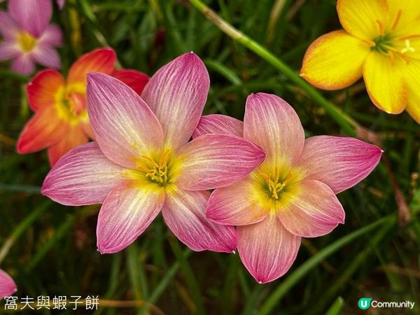 香港好去處 | 賞花 | 夏遊天水圍公園 | 風雨蘭